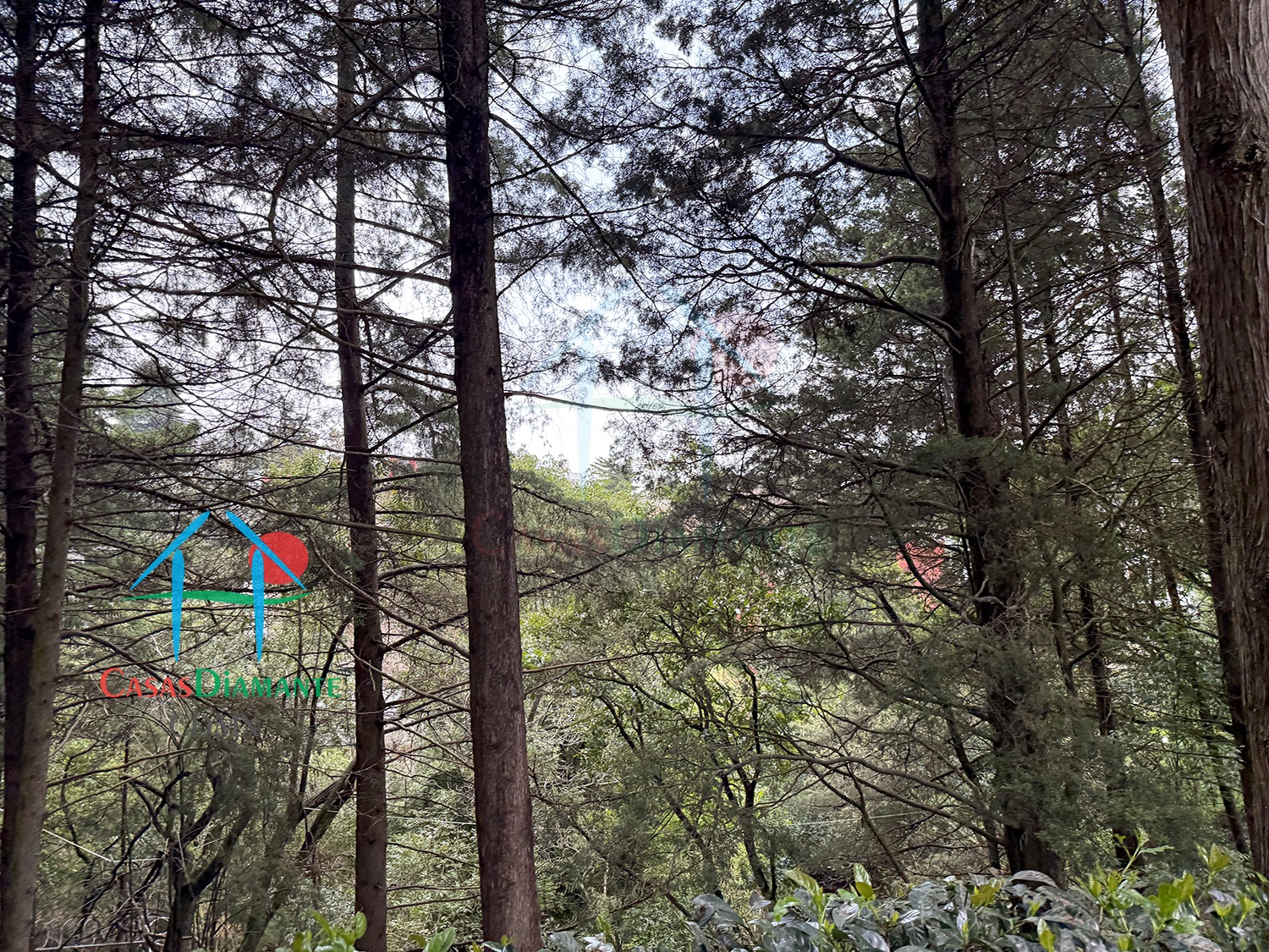 Rancho San Francisco Casa Encino - Jardín 8